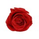 FLOR ROSA COLOR ROJO PRESERVADA (ETERNA) 3 CM