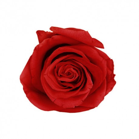 FLOR ROSA COLOR ROJO PRESERVADA (ETERNA) 3 CM