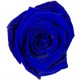 FLOR ROSA COLOR AZUL ELECTRICO PRESERVADA (ETERNA) 3 CM