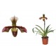 SET CORTADORES Y TEXTURIZADORES PRO PAPHIOPEDILUM