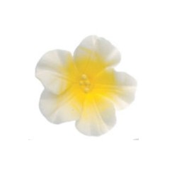 AZALEA AZUCAR BLANCA Y AMARILLA 5 CM DEKORA