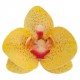 PACK 3 FLORES ORQUIDEAS OBLEA 3D
