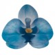 PACK 3 FLORES ORQUIDEAS OBLEA 3D