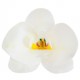 PACK 3 FLORES ORQUIDEAS OBLEA 3D