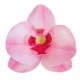PACK 3 FLORES ORQUIDEAS OBLEA 3D